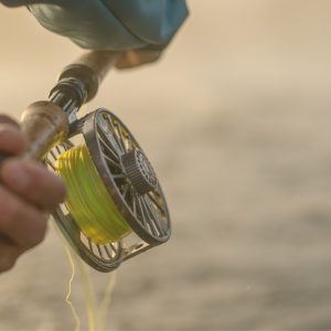 Fly Fishing for Golden Dorado in Argentina: The Gear That Really Works
