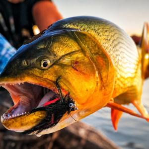 Angler’s Travel Guide to Fishing for Golden Dorado in Argentina