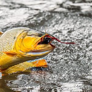golden dorado dorado golden freshwater dorado fishing for golden dorado golden dorado fish golden dorado fly fishing golden dorado argentina argentina dorado fish dorado fish argentina dorado fish freshwater golden dorado for sale argentina golden dorado fishing fish golden dorado golden dorado fish argentina argentina dorado dorado argentina dorado fly fishing golden dorado fishing trips dorado fly dorado on the fly dorado river fish golden dorado river cruiser dorado argentina fish golden dorado fish for sale golden dorado fishing buenos aires golden dorado size golden el dorado fish best dorado fishing in argentina dorado fishing in buenos aires dorado fly fishing argentina dorado fly fishing in argentina fly fishing for dorado in argentina golden dorado argentina fishing golden dorado cruiser golden dorado fish price golden dorado fly fishing argentina patagonia golden dorado